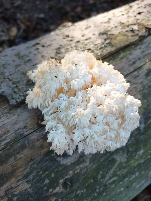 koralovec bukový Hericium coralloides (Scop.) Pers.