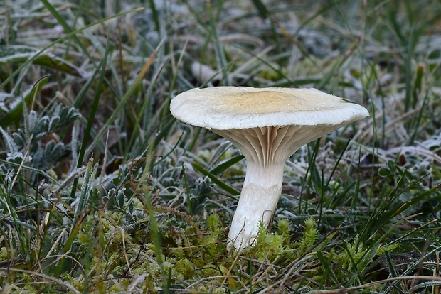 šťavnačka sliznatoprsteňová Hygrophorus gliocyclus Fr.