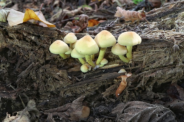 strapcovka zväzkovitá Hypholoma fasciculare (Huds.) P. Kumm.