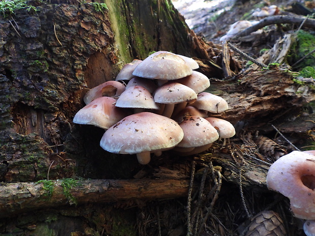 strapcovka tehlovočervená Hypholoma lateritium (Schaeff.) P. Kumm.