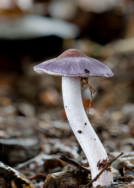 vláknica hlinovolupeňová Inocybe geophylla (Bull.) P. Kumm.