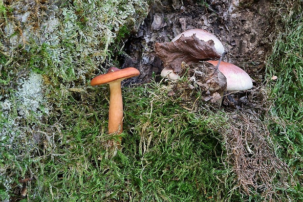 rýdzik Lactarius sp.