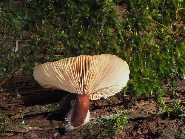 rýdzik matný Lactarius tabidus Fr.