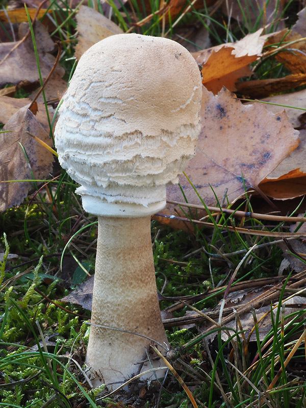 bedľa vysoká Macrolepiota procera (Scop.) Singer