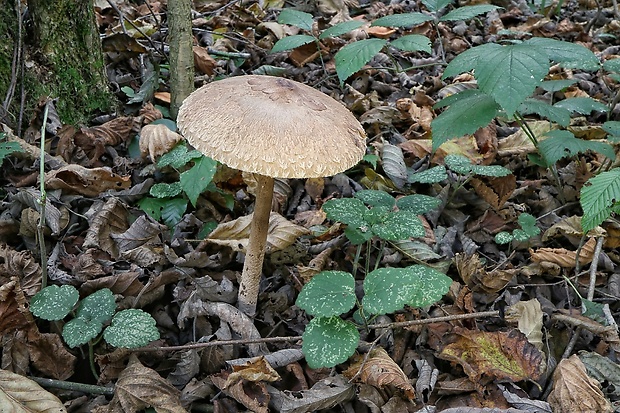 bedľa vysoká Macrolepiota procera (Scop.) Singer