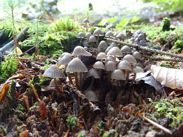 prilbička Mycena sp.