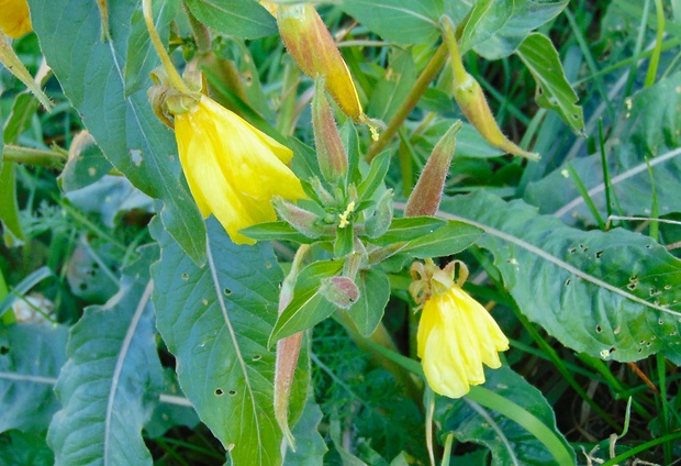 pupalka dvojročná Oenothera biennis L.