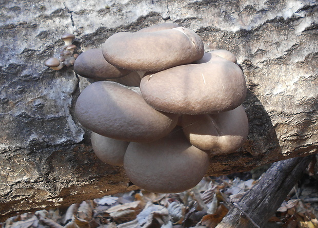 hliva ustricovitá Pleurotus ostreatus (Jacq.) P. Kumm.