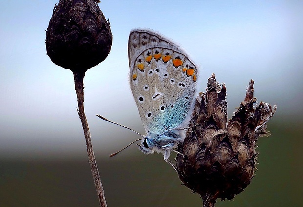 modráčik obyčajný (sk) / modrásek jehlicový (cz) Polyommatus icarus (Rottemburg, 1775)