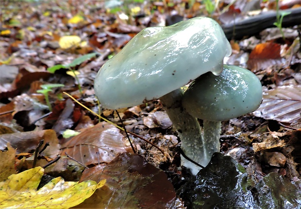 golierovka zelenomodrá Stropharia caerulea Kreisel