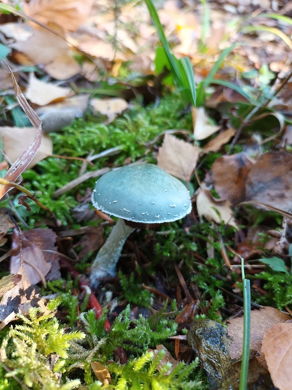 golierovka zelenomodrá Stropharia caerulea Kreisel