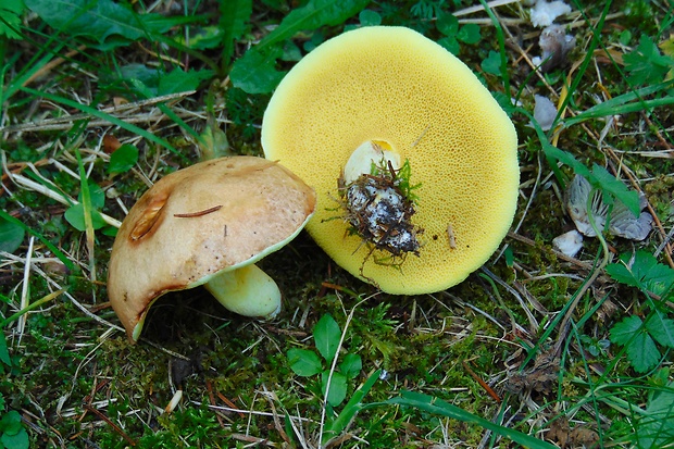 masliak obyčajný Suillus luteus (L.) Roussel