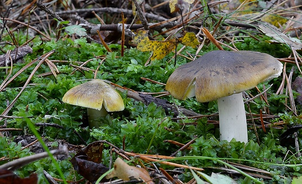 čírovka ihličinová Tricholoma arvernense Bon