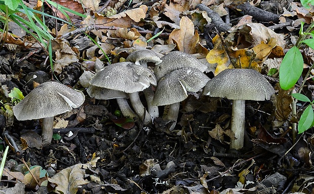 čírovka čiernošupinatá Tricholoma atrosquamosum Sacc.