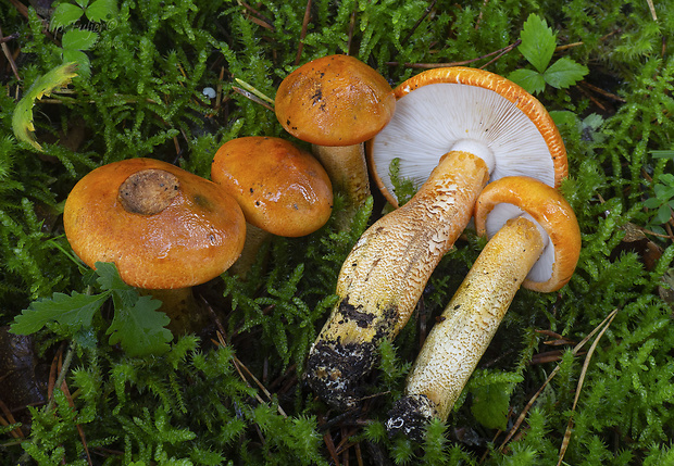 čírovka oranžová Tricholoma aurantium (Schaeff.) Ricken