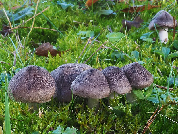 čírovka zemná Tricholoma terreum (Schaeff.) P. Kumm.