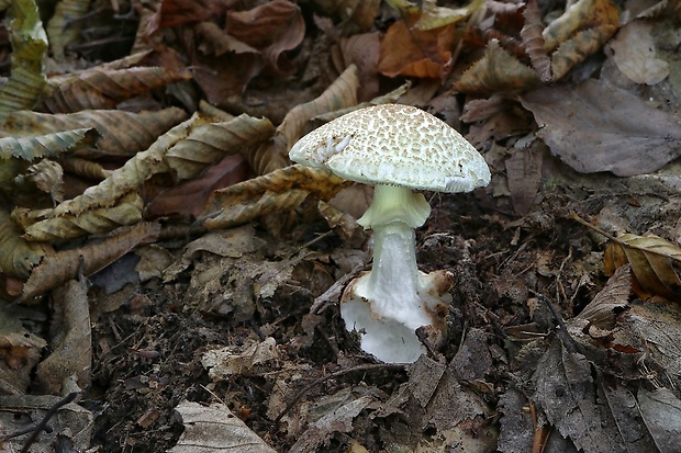 muchotrávka citrónovožltá Amanita citrina Pers.