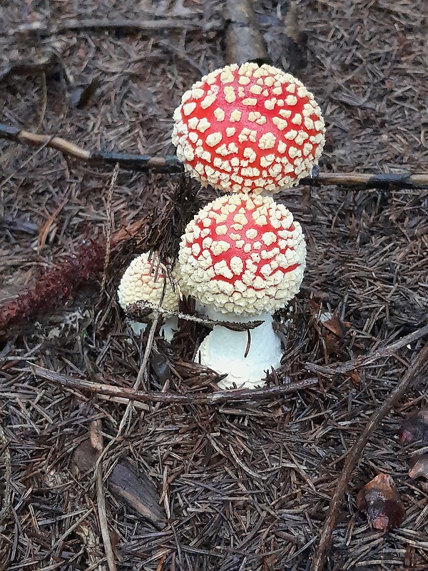 muchotrávka červená Amanita muscaria (L.) Lam.