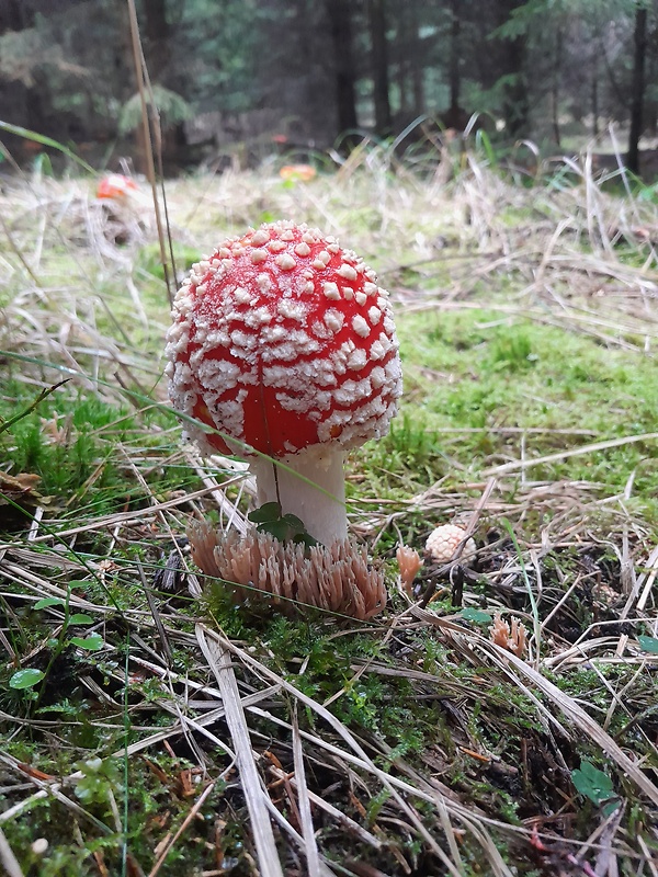 muchotrávka červená Amanita muscaria (L.) Lam.