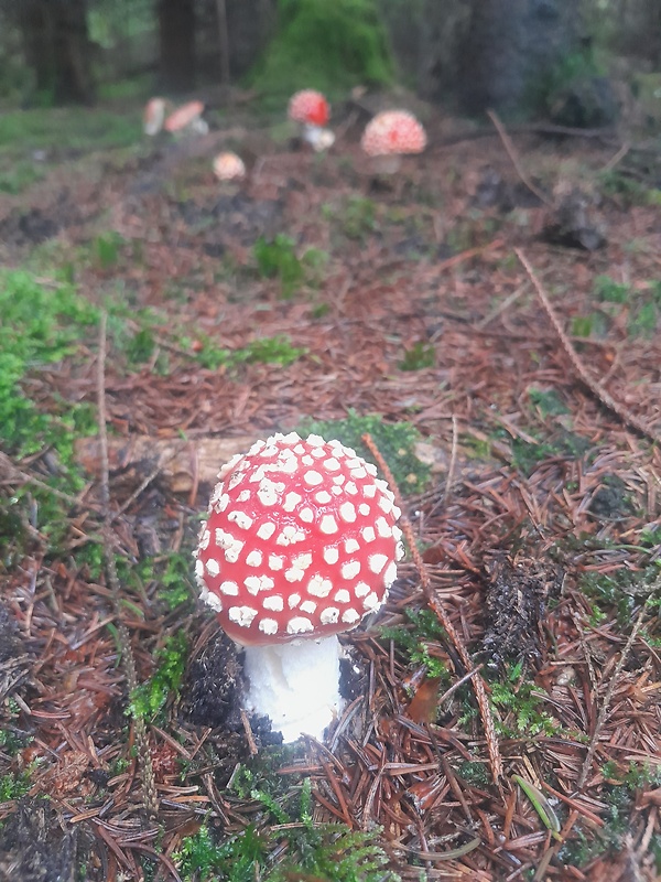 muchotrávka červená Amanita muscaria (L.) Lam.