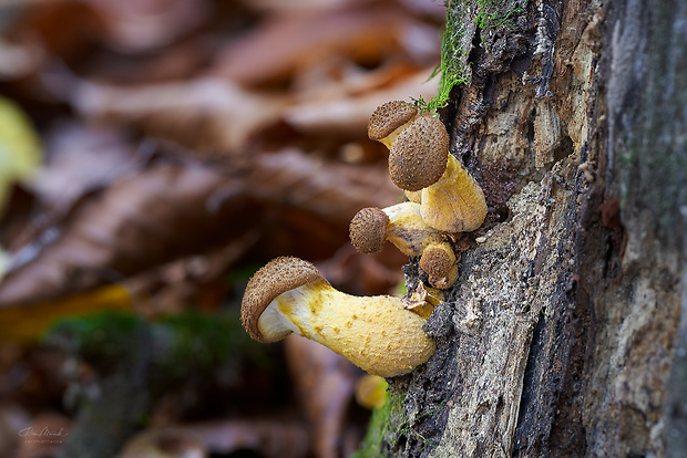 podpňovka žltá Armillaria gallica Marxm. & Romagn.