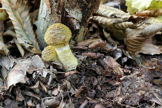 podpňovka Armillaria sp.