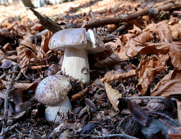 hríb smrekový Boletus edulis Bull.