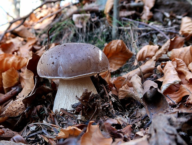 hríb smrekový Boletus edulis Bull.