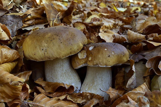 hríb smrekový Boletus edulis Bull.