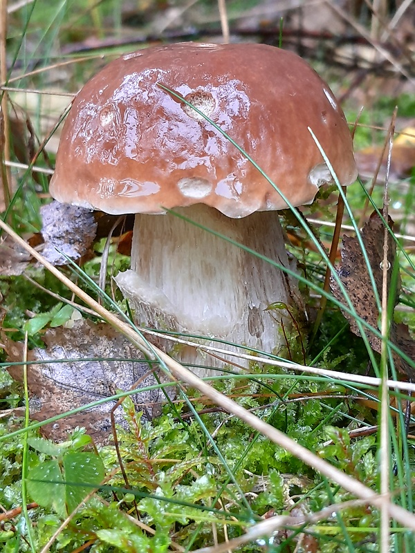 hríb smrekový Boletus edulis Bull.