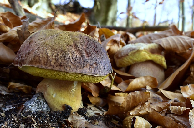 hríb sosnový Boletus pinophilus Pil. et Dermek in Pil.