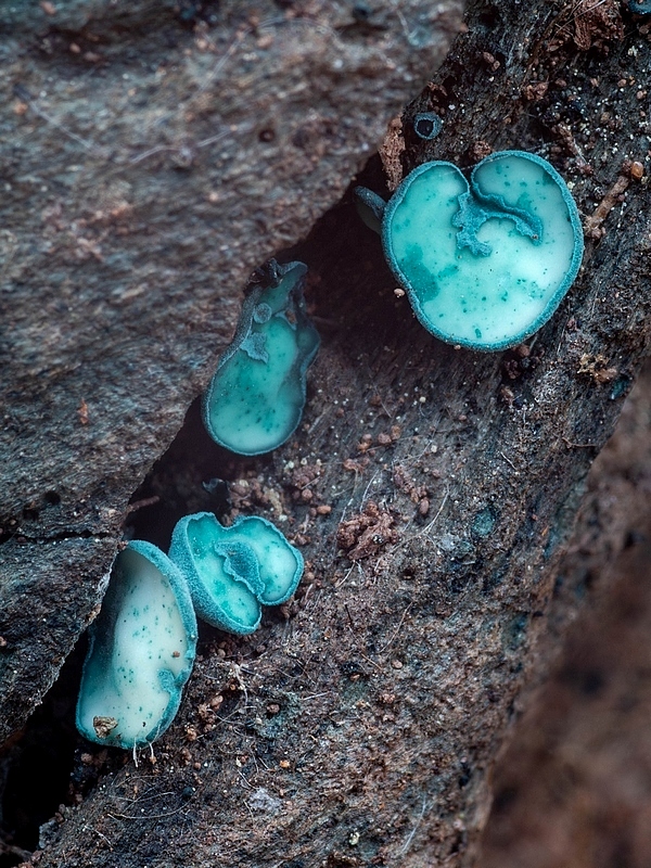 zelenica Chlorociboria sp.