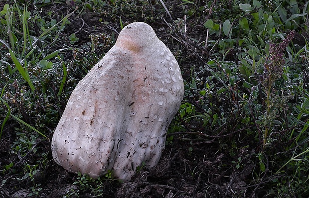 strieška bedľovitá Chlorophyllum agaricoides (Czern.) Vellinga