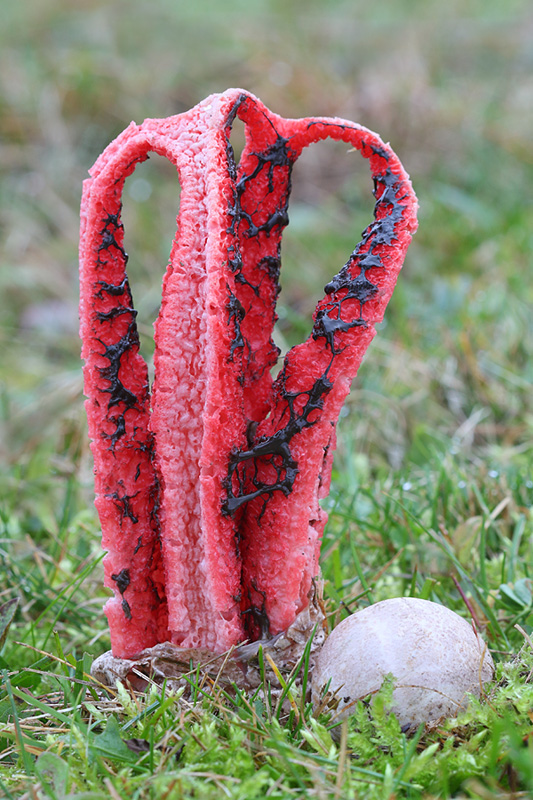 mrežovka kvetovitá Clathrus archeri (Berk.) Dring