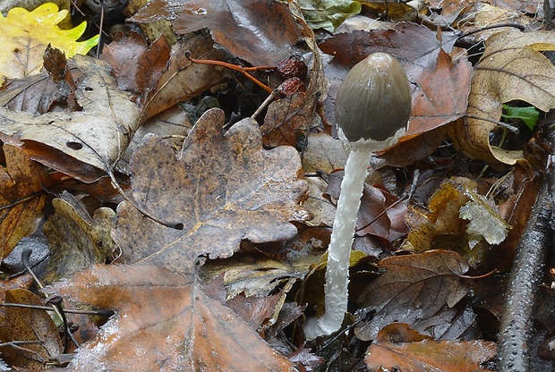 hnojník strakatý Coprinopsis picacea (Bull.) Redhead, Vilgalys & Moncalvo