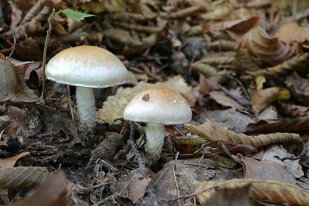 pavučinovec Cortinarius sp.