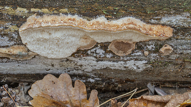 trúdnikovník borovicový Dichomitus squalens (P. Karst.) D.A. Reid