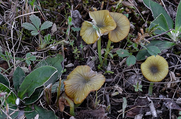 hodvábnica zelenohlúbiková Entoloma incanum (Fr.) Hesler