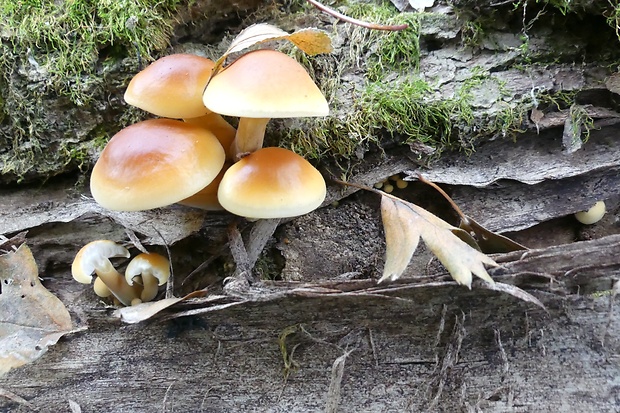 plamienka Flammulina sp.