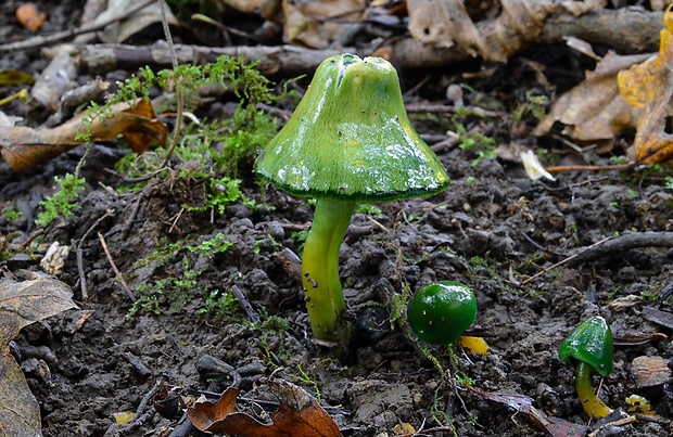 lúčnica žltozelená Gliophorus psittacinus (Schaeff.) Herink