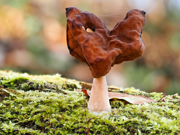 ušiak mitrovitý Gyromitra infula (Schaeff.) Quél.