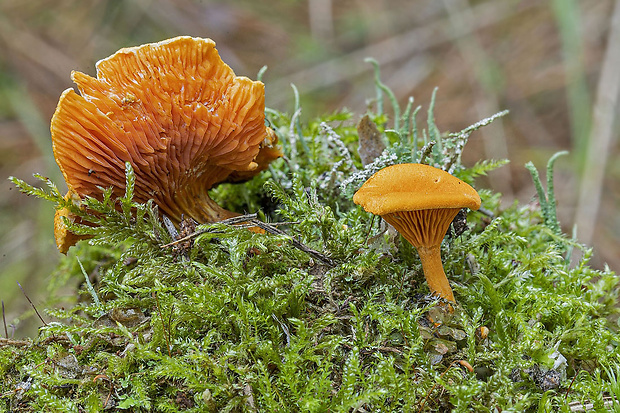 líška oranžová Hygrophoropsis aurantiaca (Wulfen) Maire