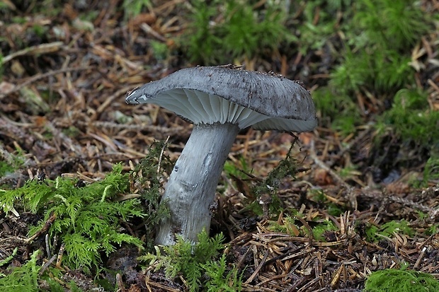 šťavnačka sivočierna Hygrophorus atramentosus Secr. ex H. Haas & R. Haller Aar.