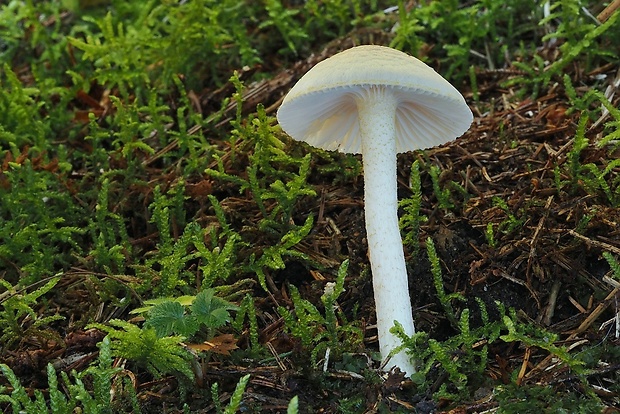 šťavnačka žltovločkatá Hygrophorus chrysodon (Batsch) Fr.