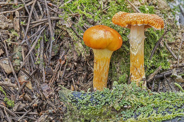 šťavnačka mrazová zlatá Hygrophorus hypothejus var. aureus (Arrh.) Imler