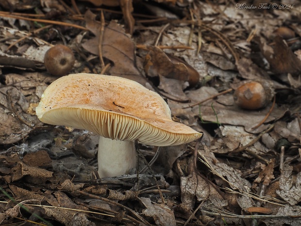 rýdzik žltomliečny Lactarius chrysorrheus Fr.