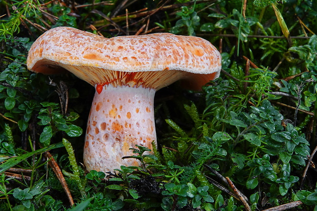 rýdzik pravý Lactarius deliciosus (L.) Gray