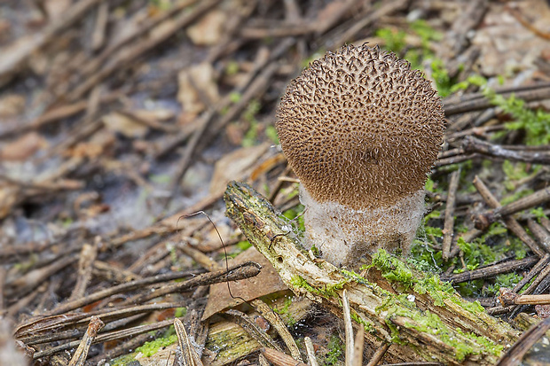 prášnica huňatá Lycoperdon umbrinum Hornem.