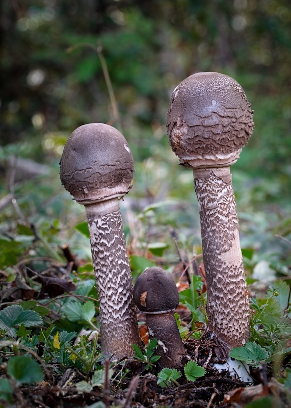 bedľa vysoká Macrolepiota procera (Scop.) Singer