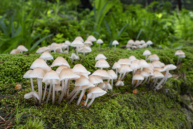 prilbička hladká Mycena laevigata Gillet